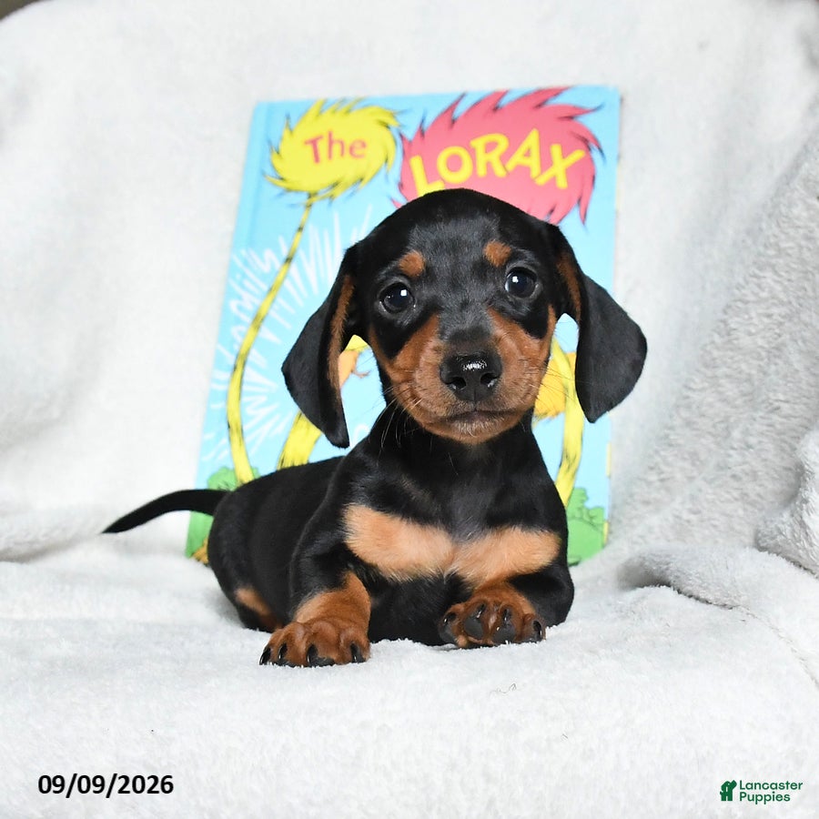 Miniature Dachshund dogs Truffuola - Ad 2