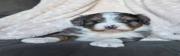 Mini Bernedoodle dogs for sale: Mini Callie - Ad 3