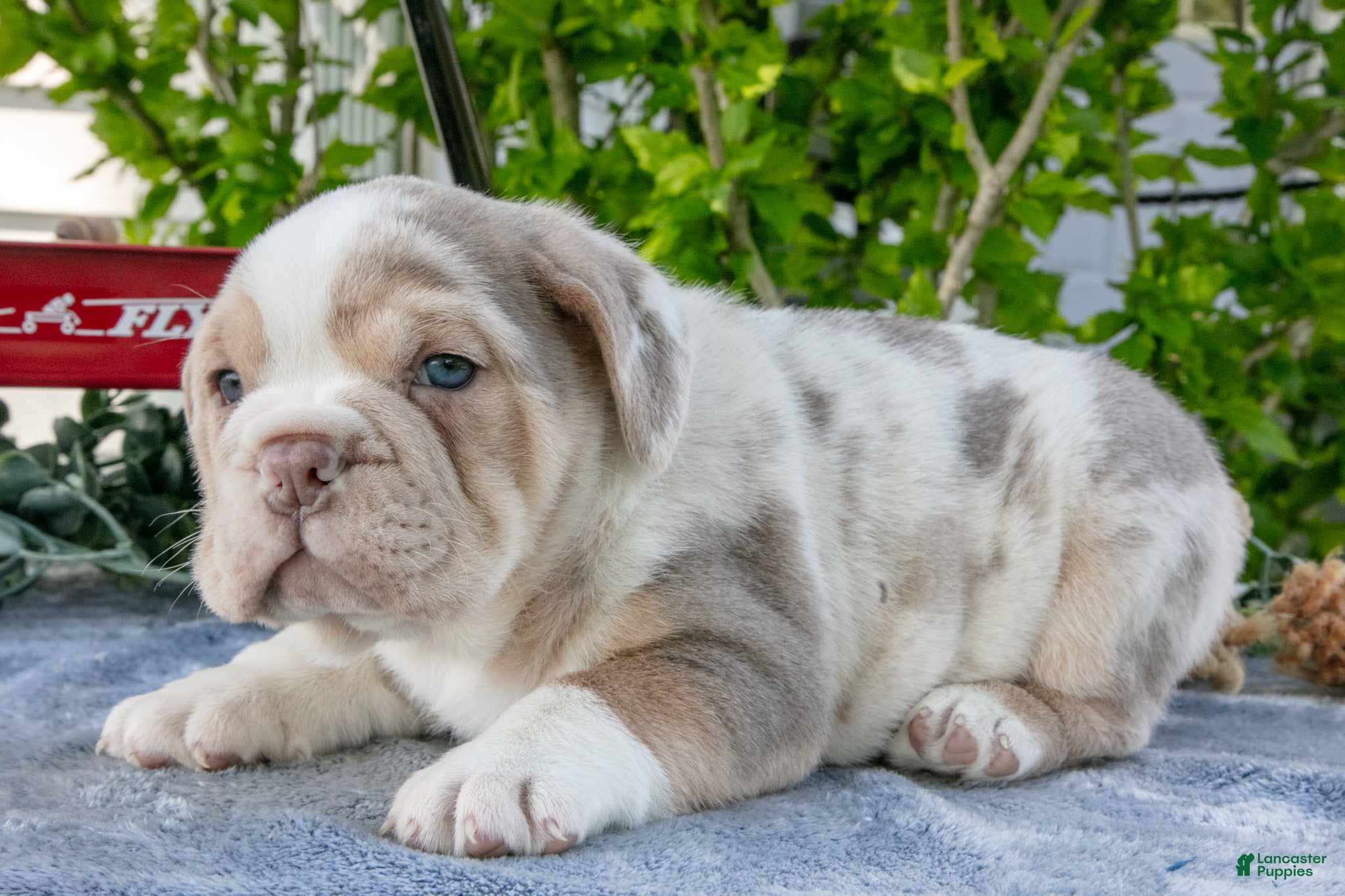 Beabull dogs Jake - Ad 2