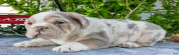 Beabull dogs for sale: Jake - Ad 2
