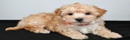 Maltipoo dogs for sale: Jolene - Ad 2