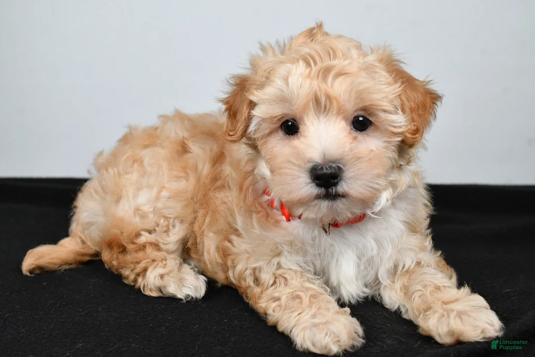 Maltipoo dogs for sale: Jolene - Ad 2