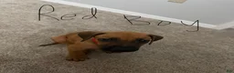 Rhodesian Ridgeback dogs for sale: Rhodesian Ridgeback 6 - Ad 5