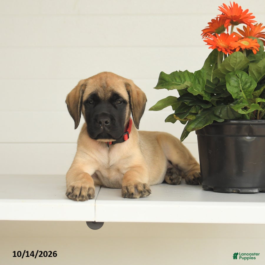 English Mastiff dogs Lynette - Ad 2