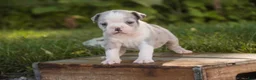 Mixed Breed dogs for sale: Splendor Victorian Bulldog - Ad 3