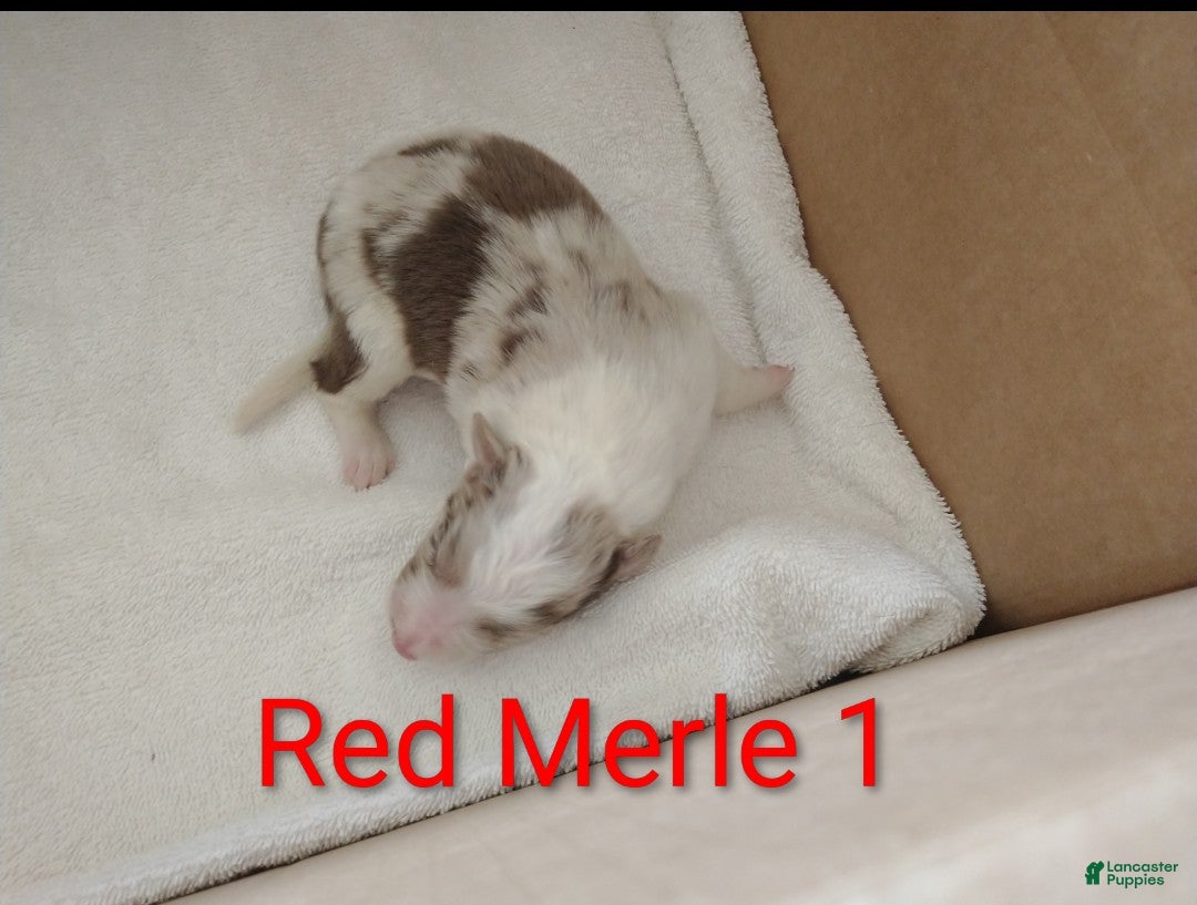 Border Collie dogs Border Collie 6 - Ad 41