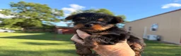 Yorkshire Terrier dogs for sale: Yorkshire Terrier Puppy 5 - Ad 1