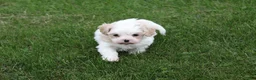 Mixed Breed dogs for sale: Mixed Breed Puppy 1 - Ad 9