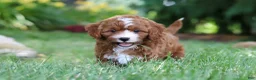 Cavapoo dogs for sale: Oscar - Ad 1