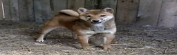 Shiba Inu dogs for sale: Mickey - Ad 1
