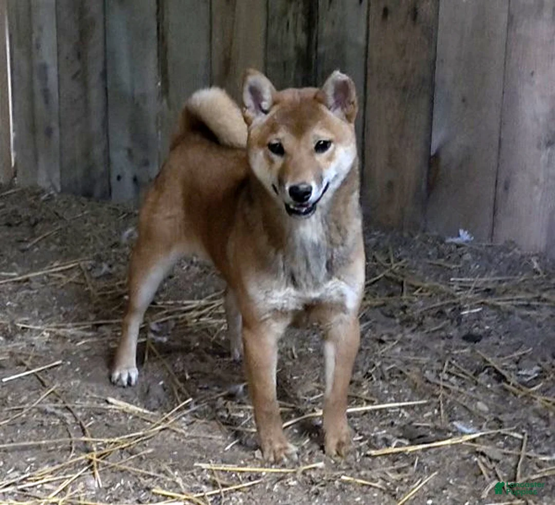 Shiba Inu dogs for sale: Mickey - Ad 1