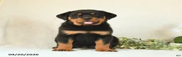 Rottweiler dogs for sale: Candy - Ad 2