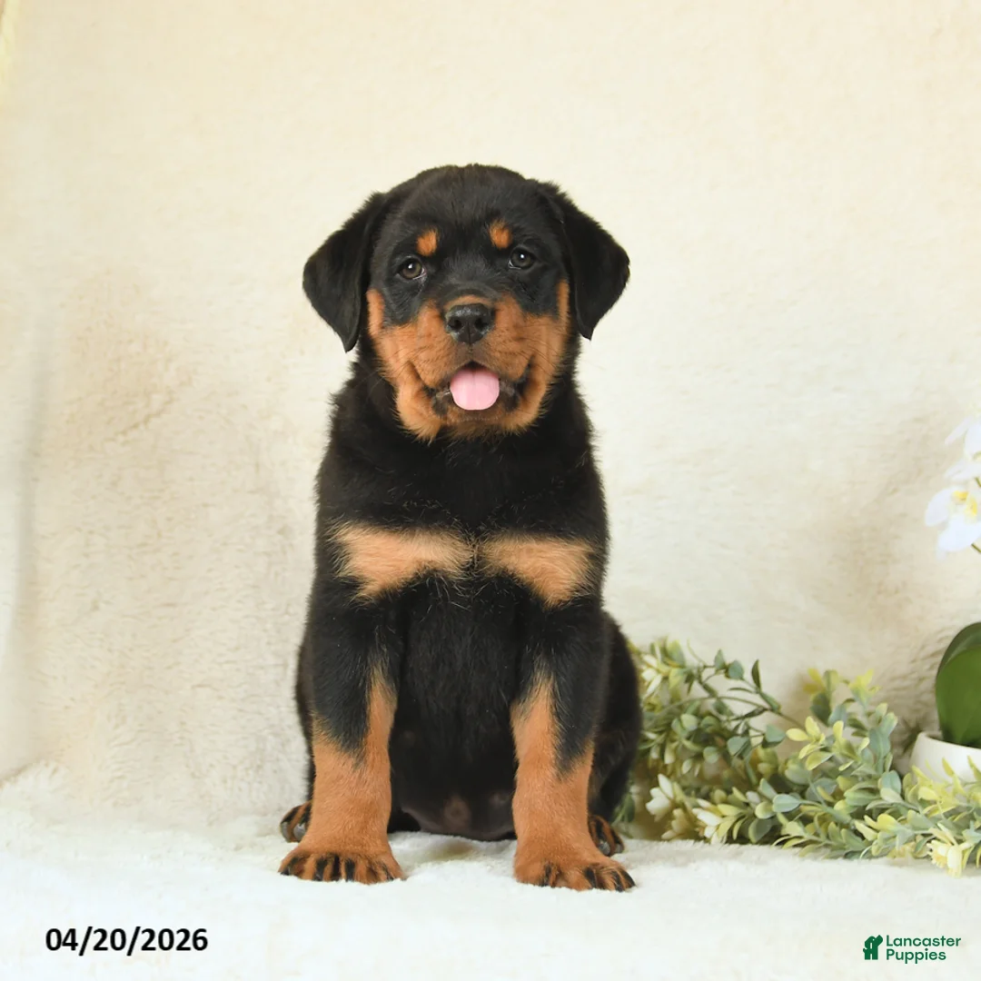 Rottweiler dogs for sale: Candy - Ad 2