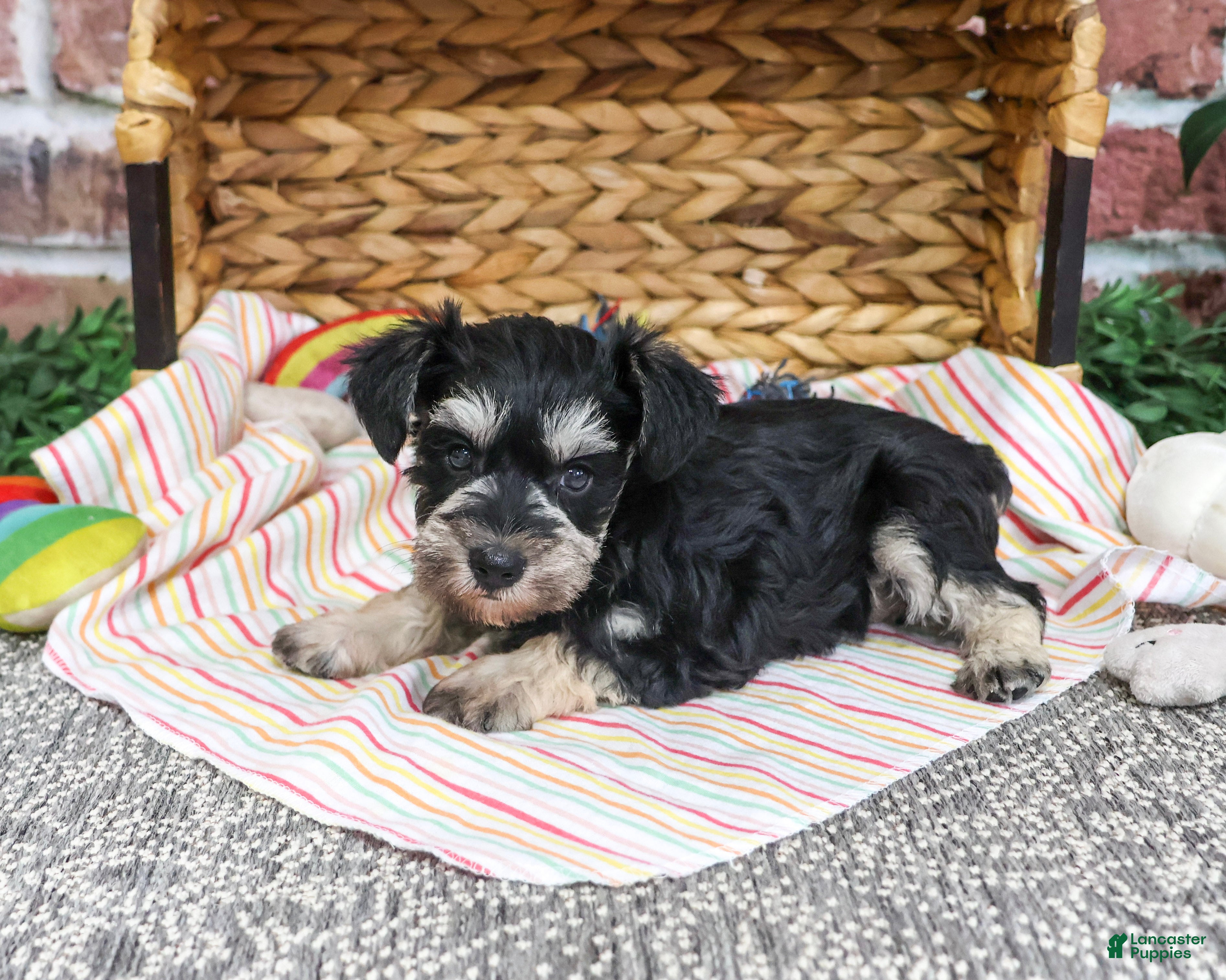 Miniature Schnauzer dogs for sale: Eden - Ad 2