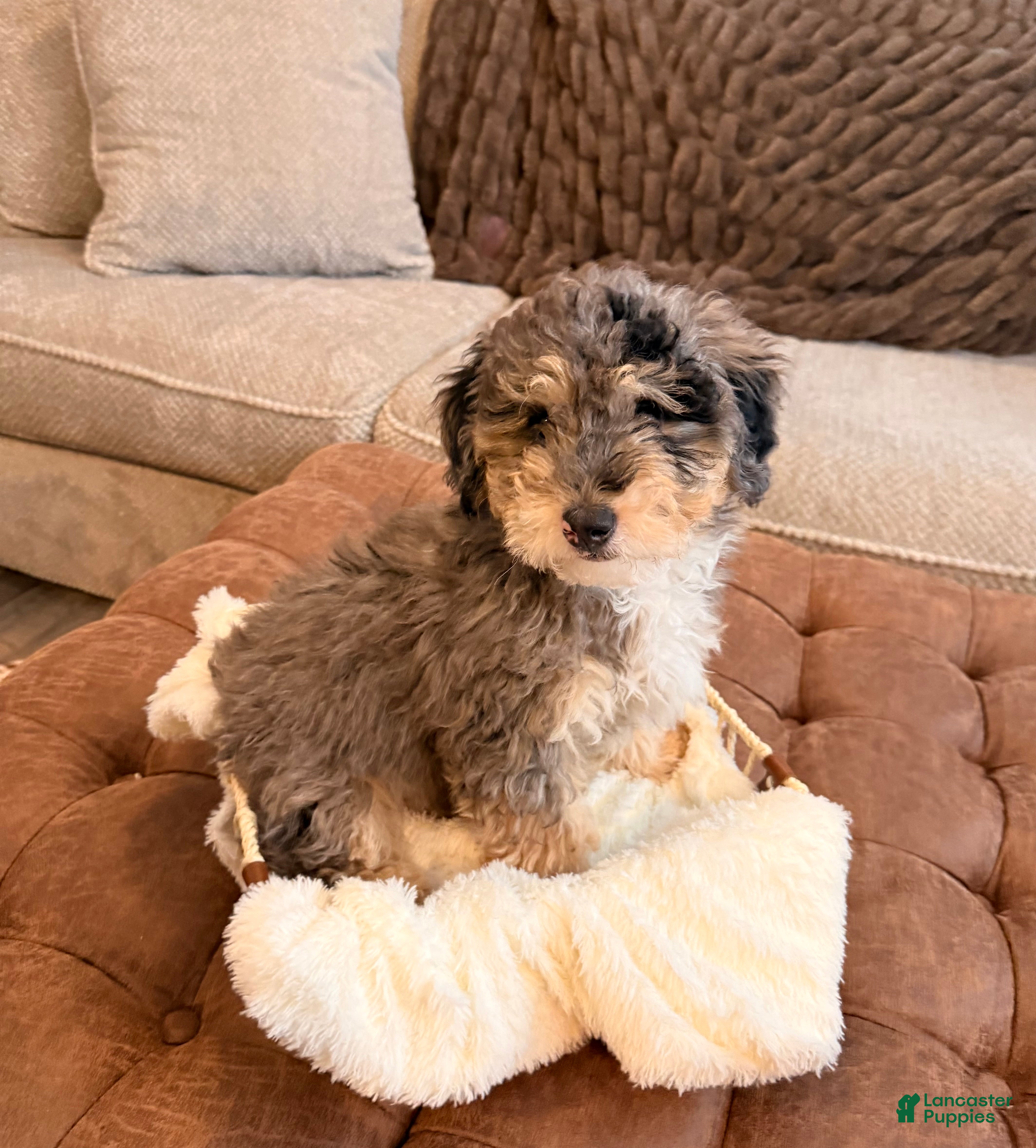 Miniature Poodle dogs Mac - Ad 1