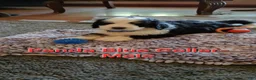 Bernedoodle dogs for sale: Bernedoodle 1 Blue Collar  - Ad 2