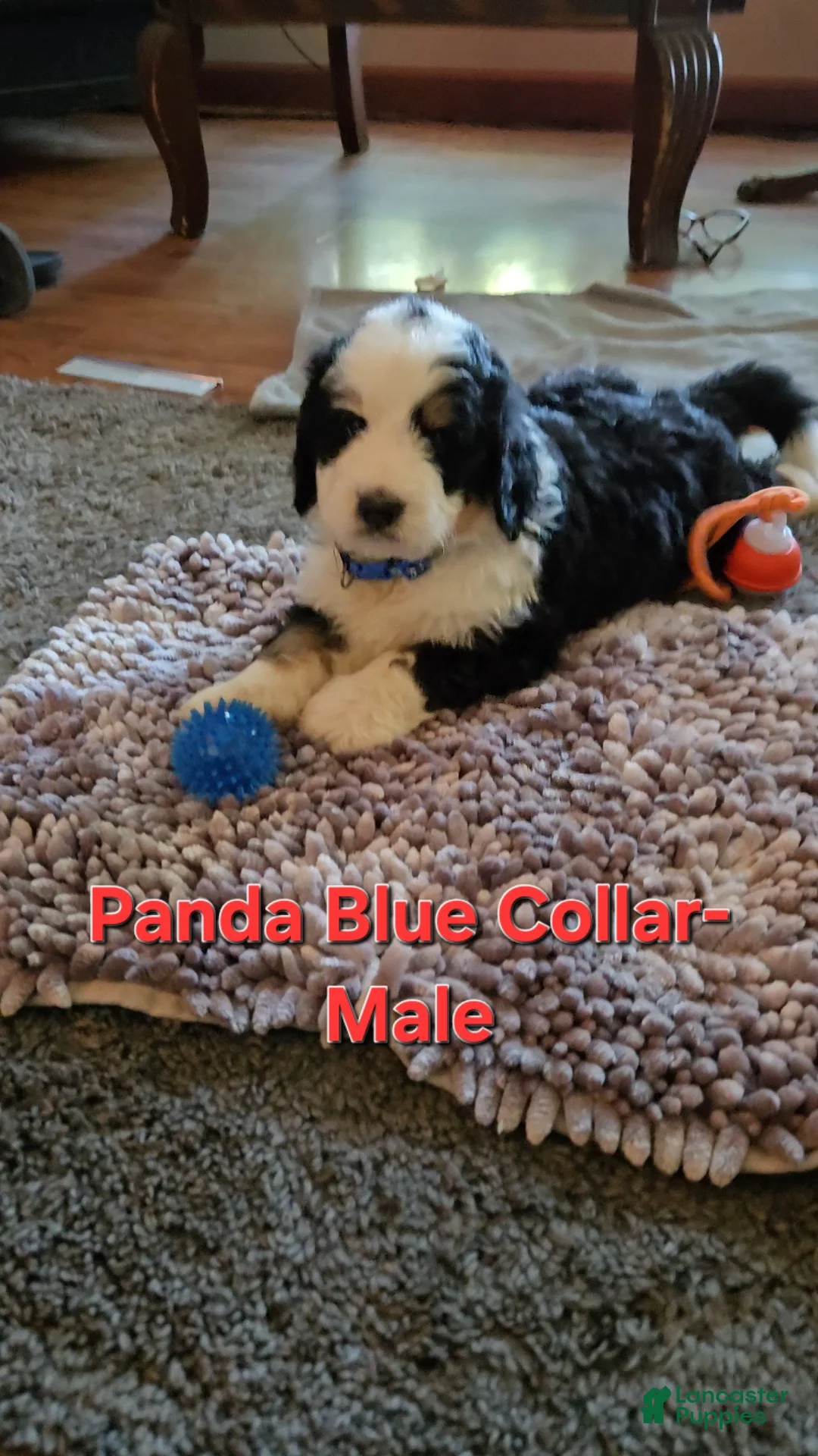 Bernedoodle dogs for sale: Bernedoodle 1 Blue Collar  - Ad 2