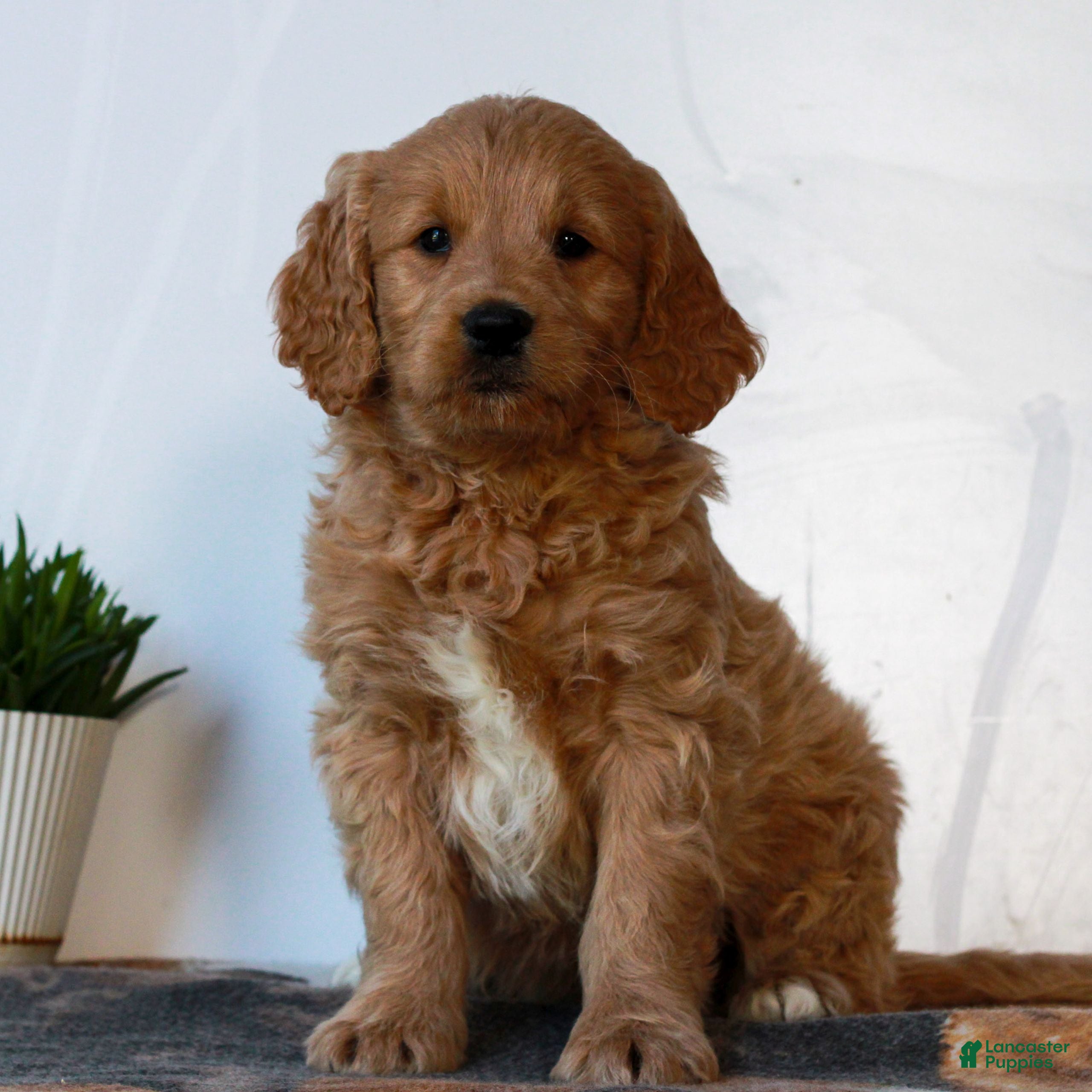Mini Goldendoodle dogs for sale: Benji  - Ad 1