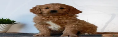 Benji 
