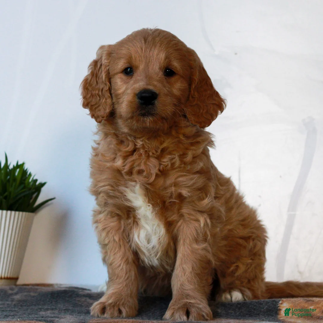 Mini Goldendoodle dogs for sale: Benji  - Ad 1