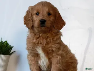 Mini Goldendoodle dogs for sale: Benji - Ad 1