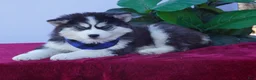 Siberian Husky dogs for sale: Timber - Ad 3