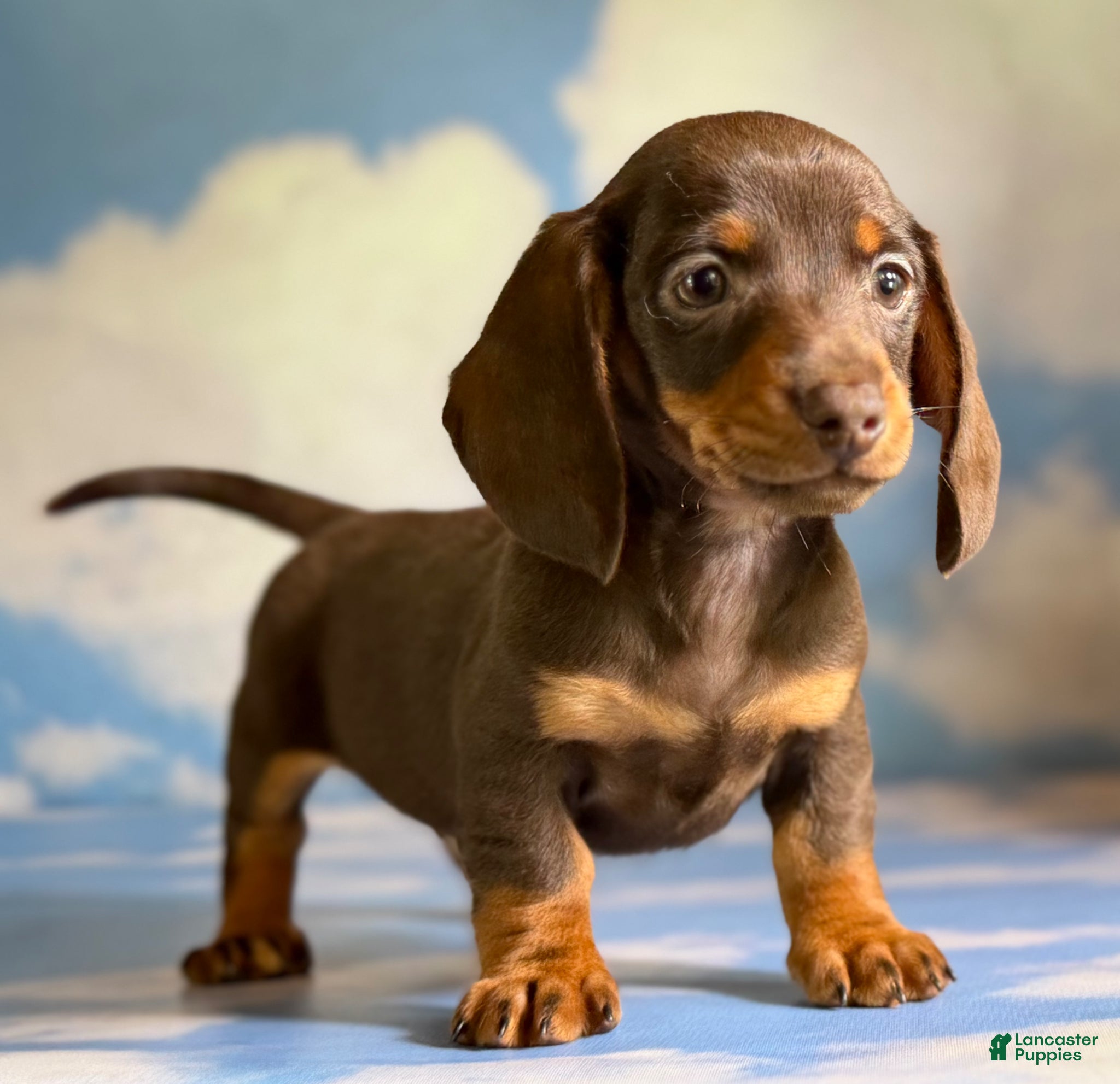 Miniature Dachshund dogs AKC Rolo SH DNA clear LH Carrier  - Ad 1