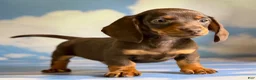 Miniature Dachshund dogs for sale: AKC Rolo SH DNA clear LH Carrier  - Ad 1