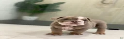 English Bulldog dogs for sale: SQUISHY PAWS - Ad 2