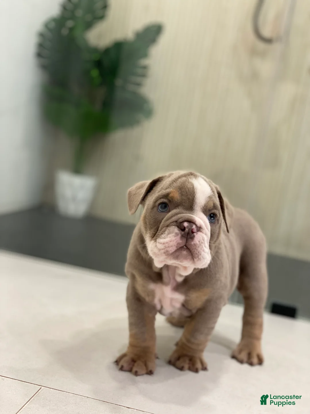 English Bulldog dogs for sale: SQUISHY PAWS - Ad 2