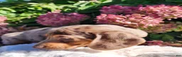 Miniature Dachshund dogs for sale: Murphy  - Ad 6