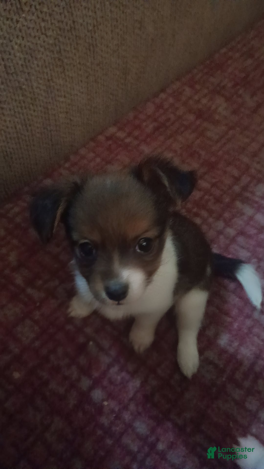 Chihuahua dogs Chihuahua Puppy 2 - Ad 16