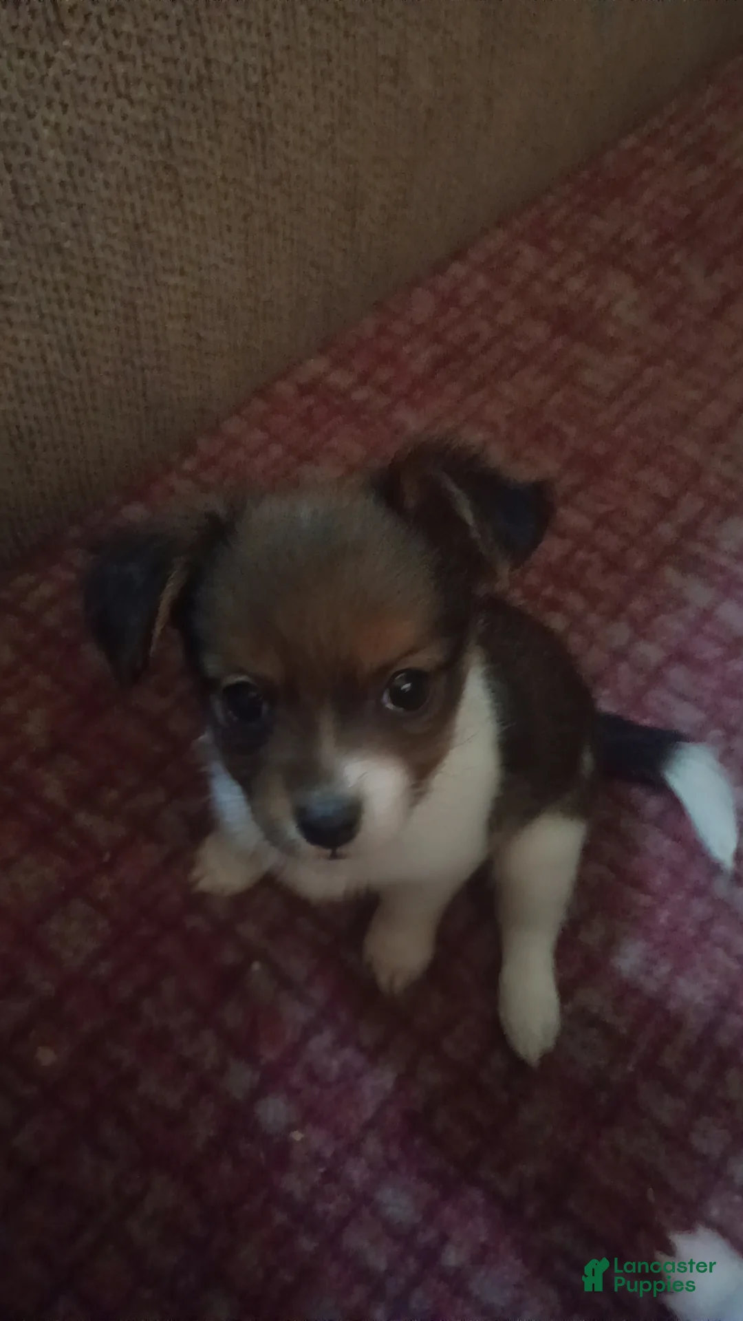 Chihuahua dogs for sale: Chihuahua Puppy 2 - Ad 1