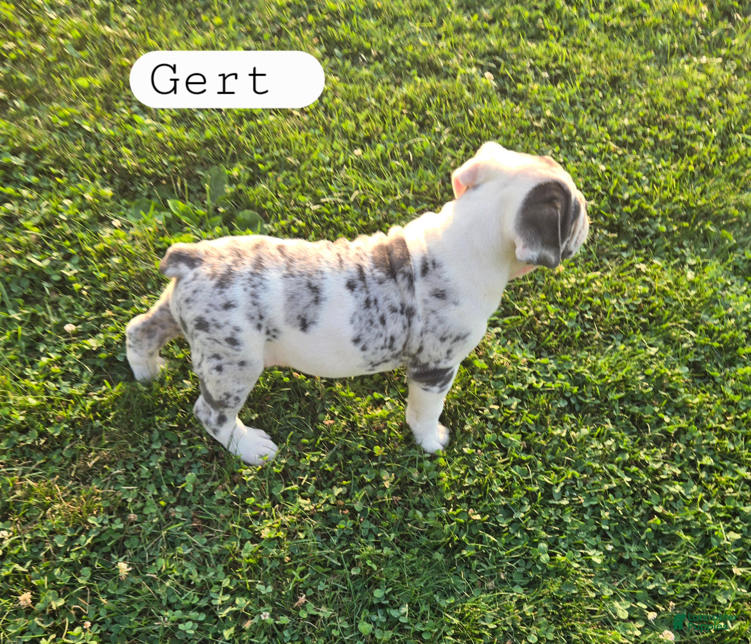 Olde English Bulldogge dogs Gert - Ad 2