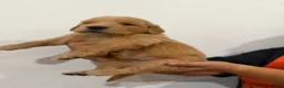 Golden Retriever dogs for sale: Pink Girl - Ad 4
