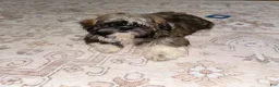 Shih Tzu dogs for sale: Shih Tzu 6 - Ad 3
