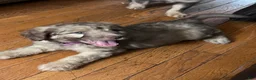 Aussiedoodle dogs for sale: Aussiedoodle 4 - Ad 2