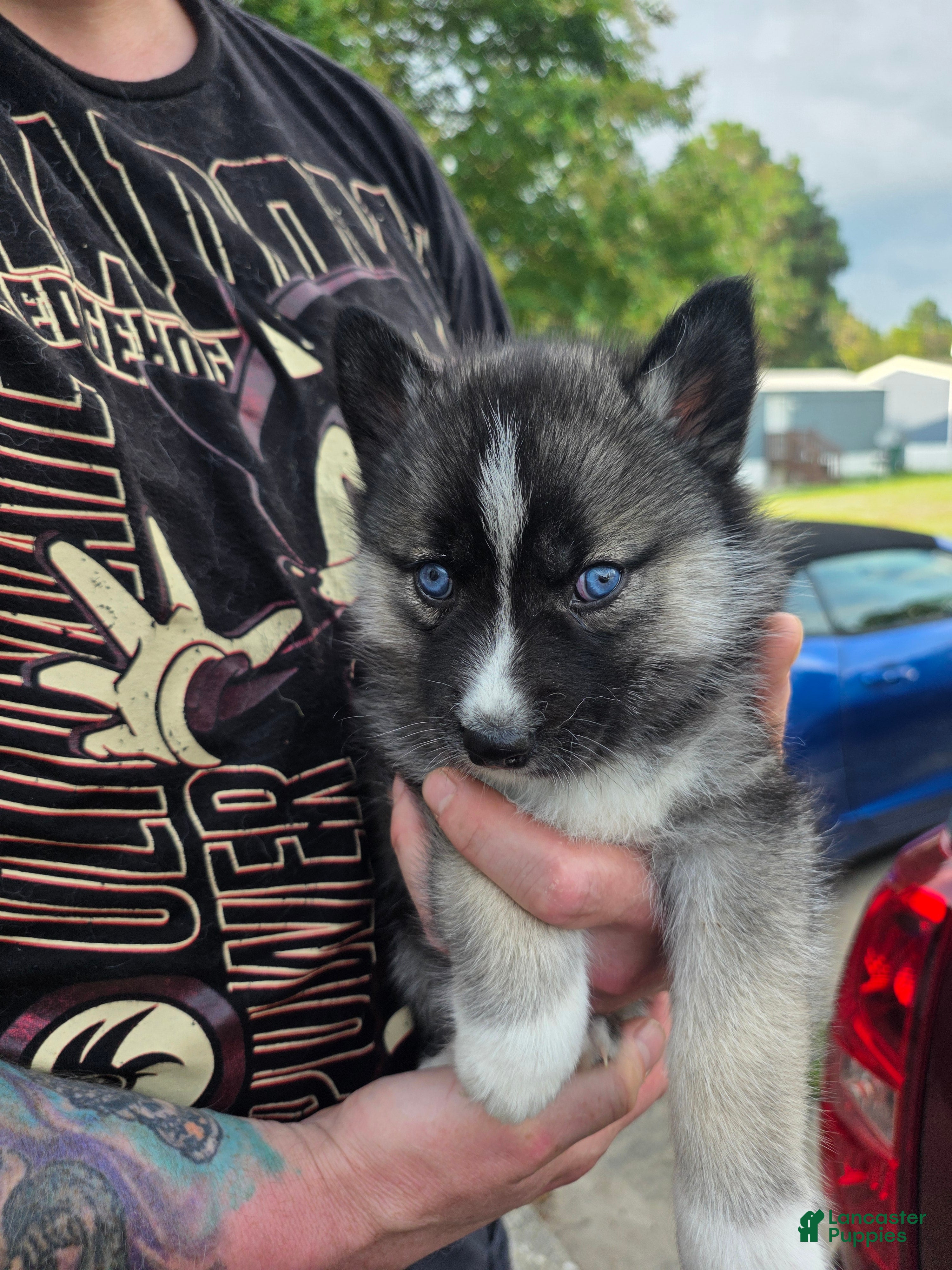 Siberian Husky dogs Siberian Husky 4 - Ad 28