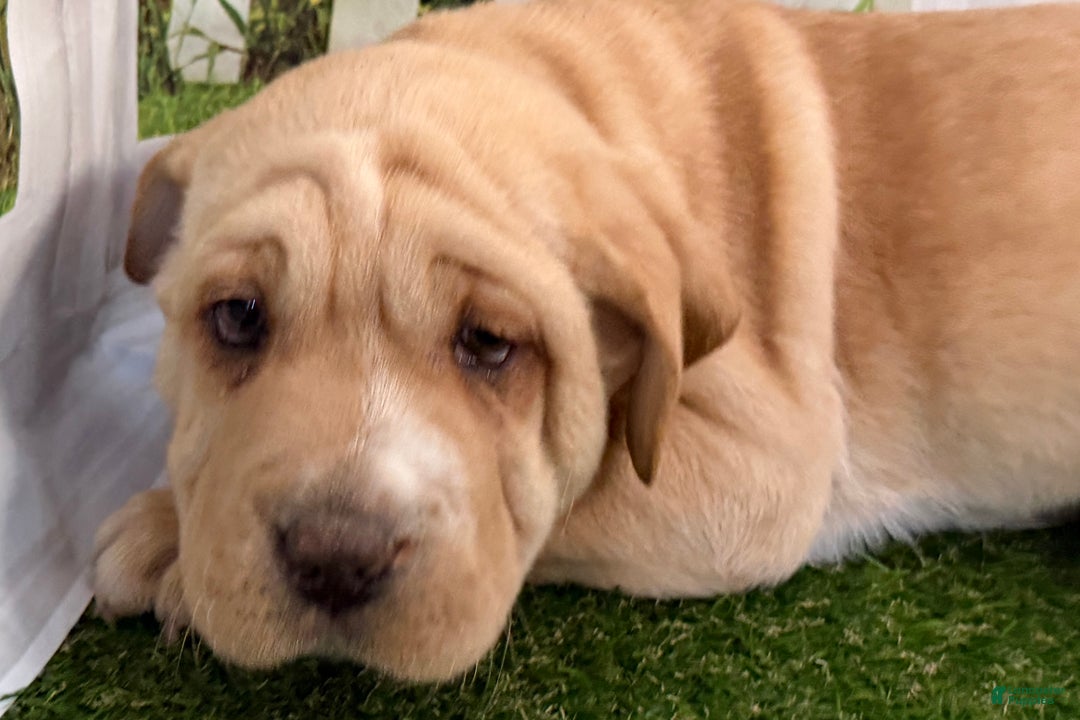 Mixed Breed dogs for sale: Mixed Breed Puppy 2 - Ad 2