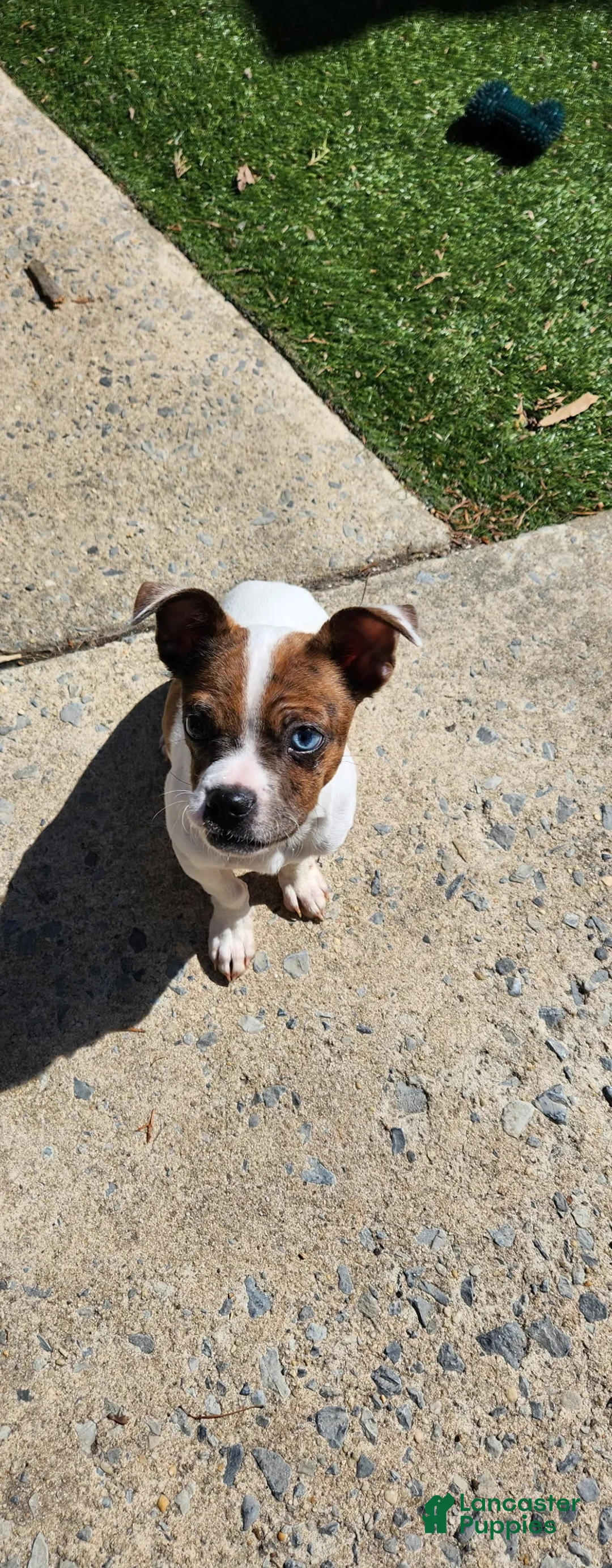 Mixed Breed dogs for sale: Mixed Breed Puppy 1 - Ad 2