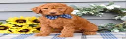 Standard Poodle dogs for sale: Richie  - Ad 7