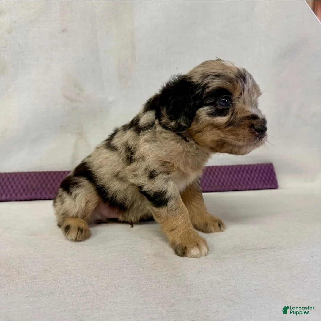 Aussiedoodle dogs for sale: Chase - Ad 1