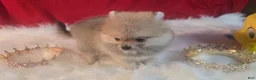 Pomeranian dogs for sale: Pomeranian 1 - Ad 9