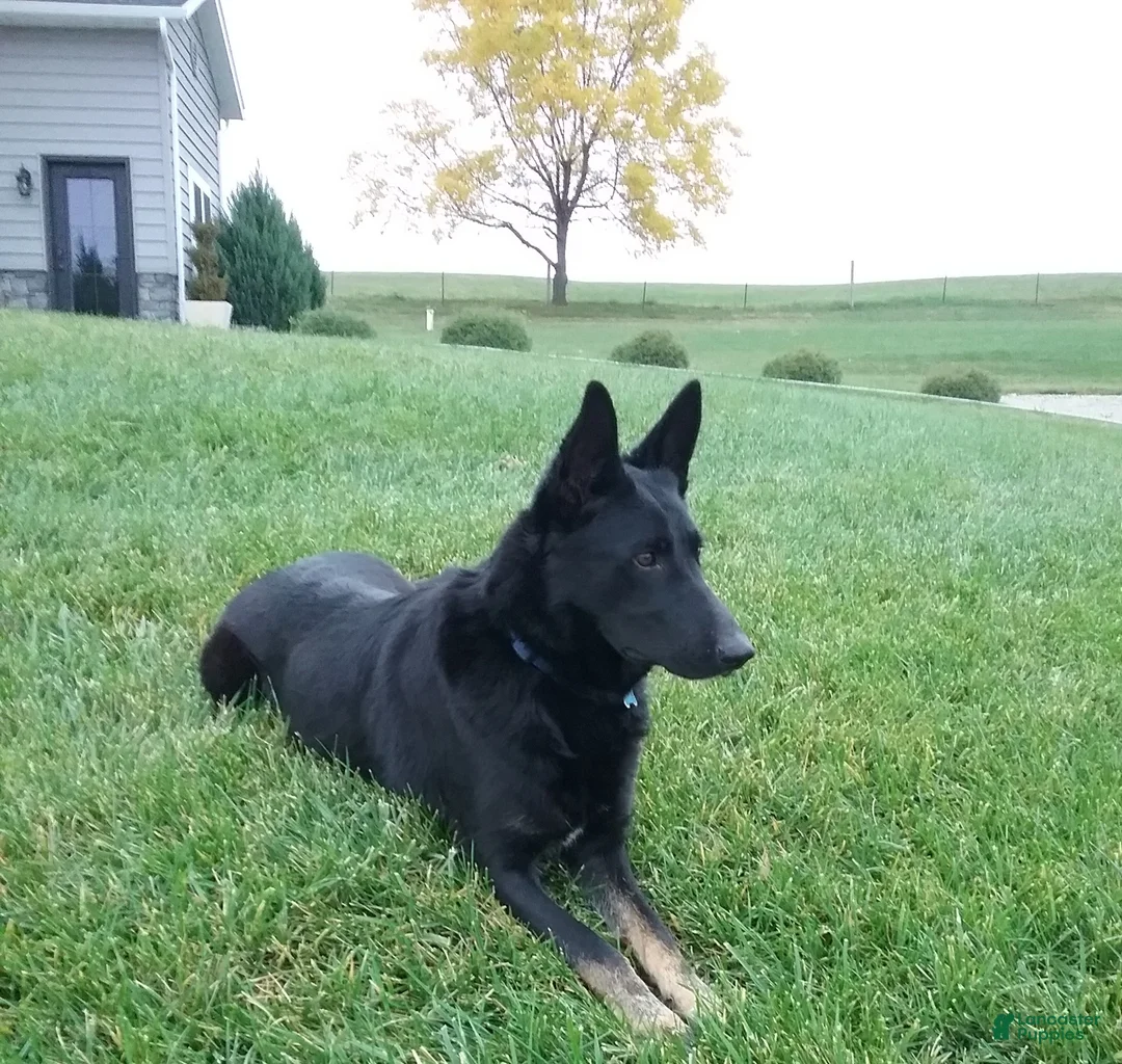 German Shepherd dogs for sale: Reba - Ad 10