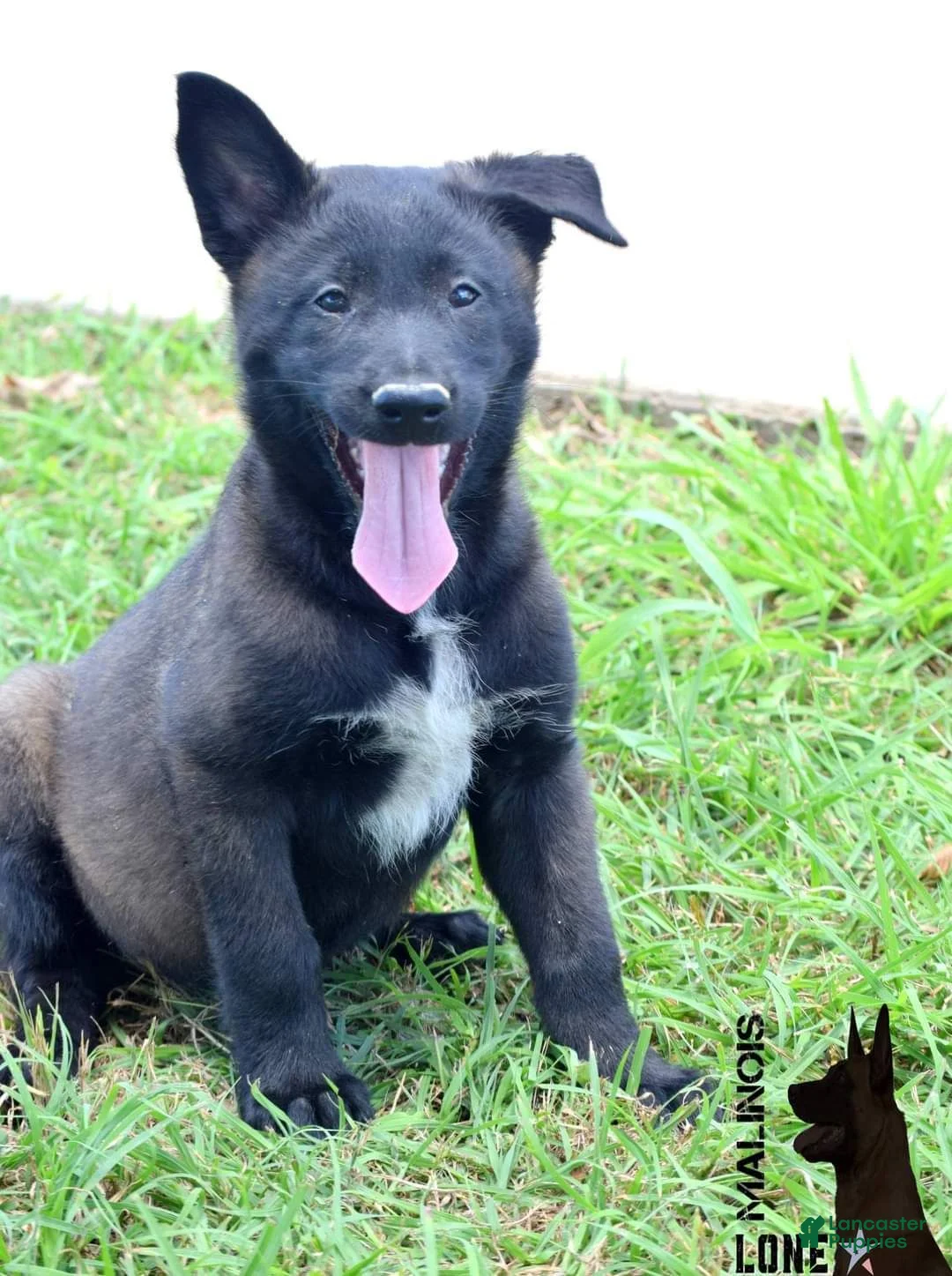 Gallery Image {{count}}