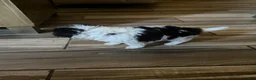 Mixed Breed dogs for sale: Mixed Breed 1 - Ad 3