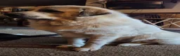 Great Pyrenees dogs for sale: Great Pyrenees Puppy 2 - Ad 10