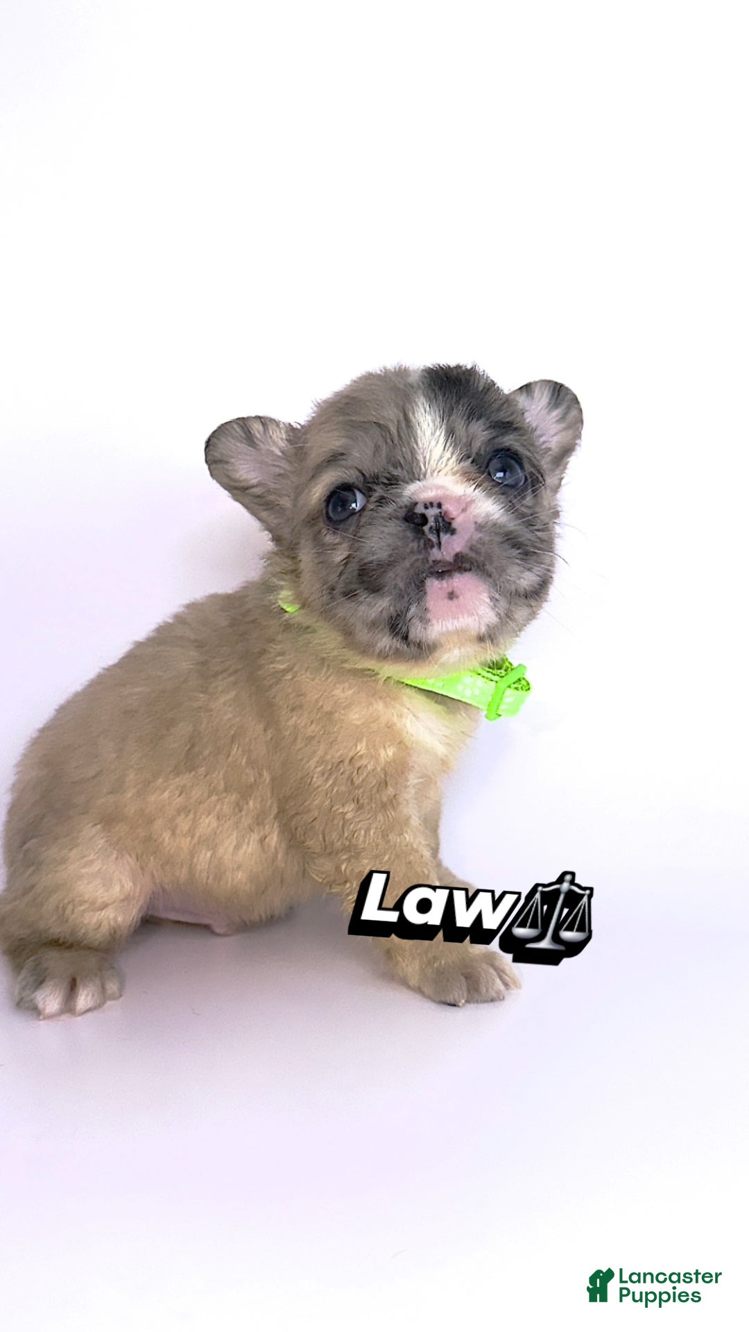French Bulldog dogs for sale: Law⚖️🐾 - Ad 4