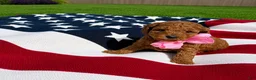 Mini Goldendoodle dogs for sale: Mini Goldendoodle 7 - Ad 6