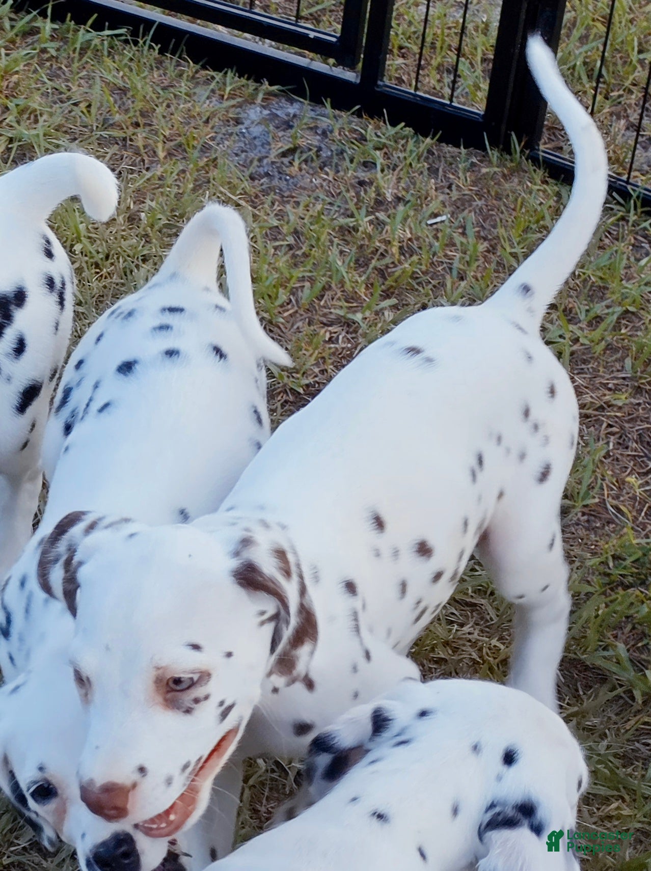 Dalmatian dogs Green Shamrock (Liver color)  - Ad 2